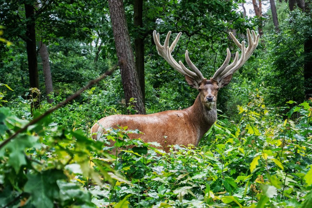 Crossbow Deer Hunting